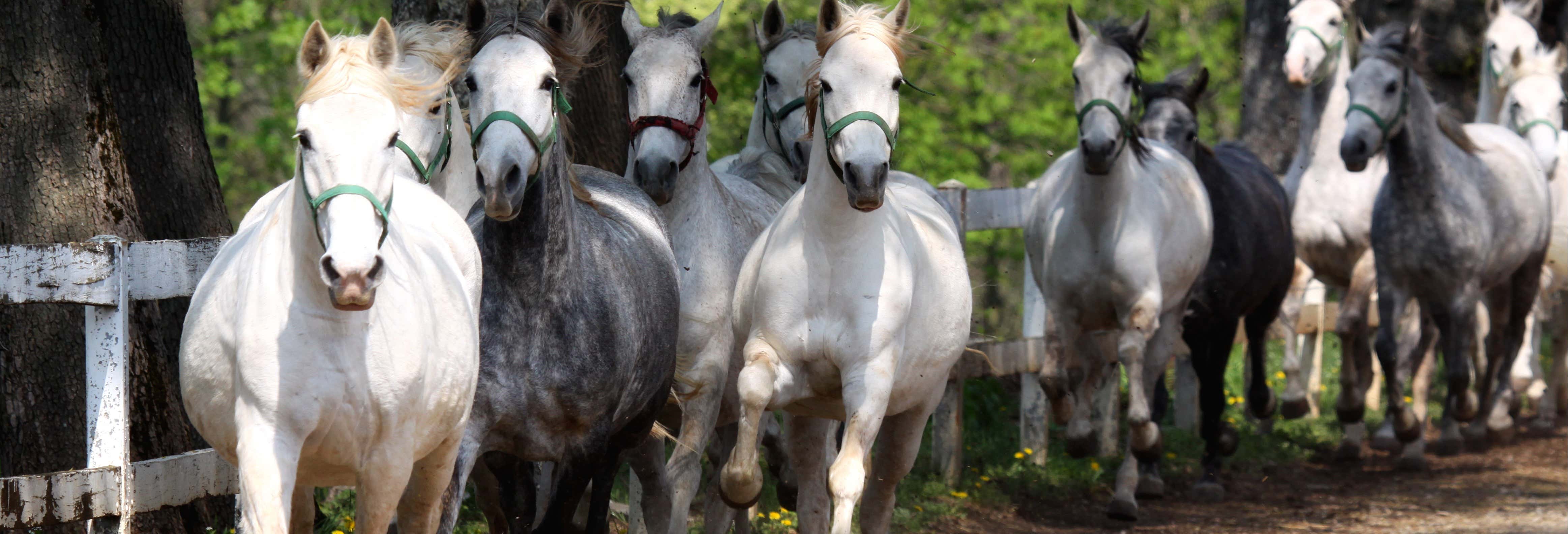 Excursiones de un día en Opatija