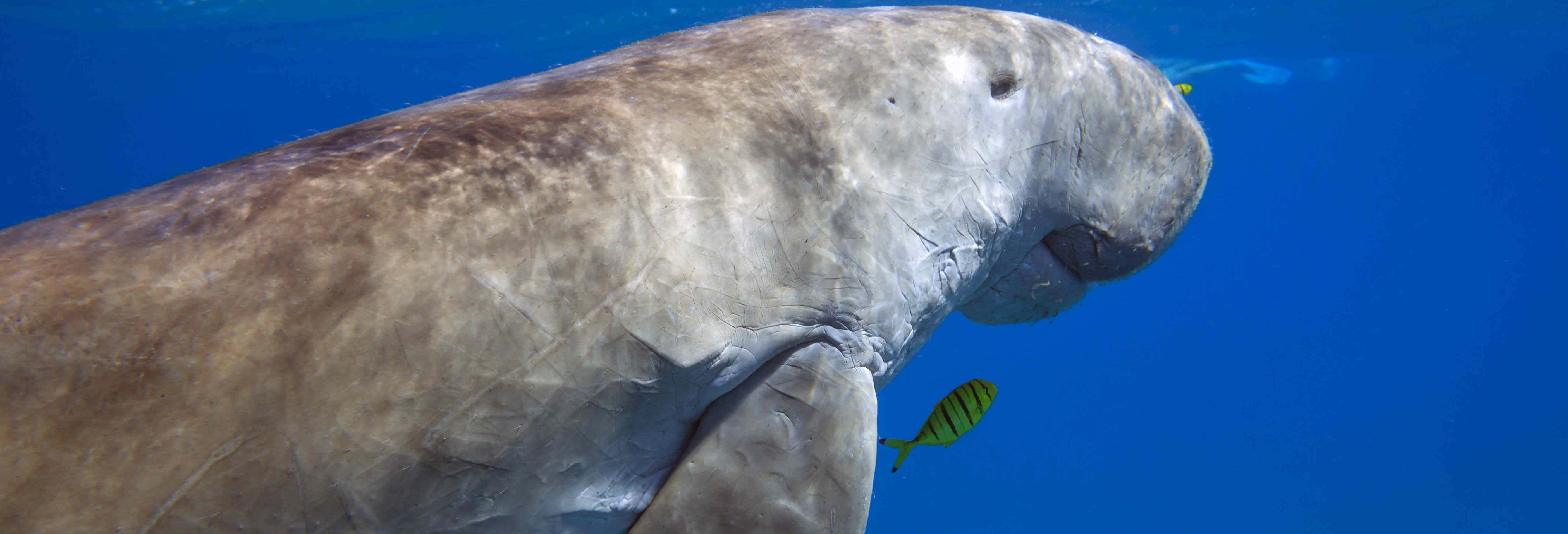 Excursiones de un día en Hurghada