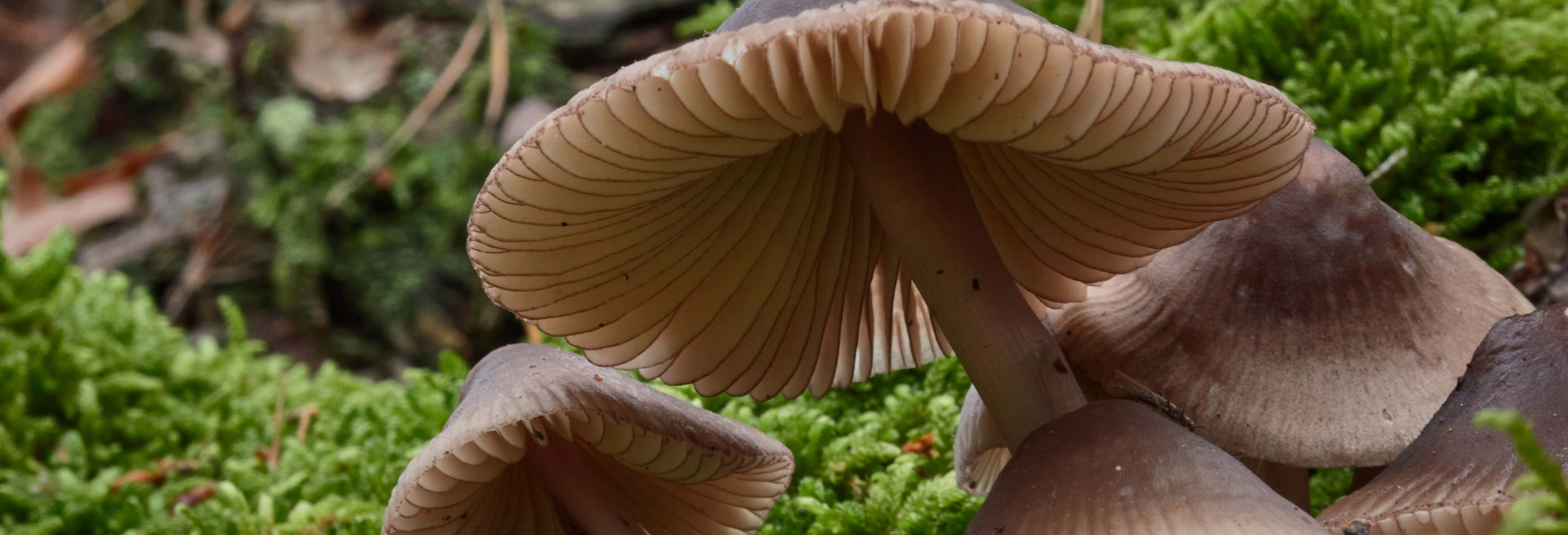 Visitas guiadas y free tours en Alájar