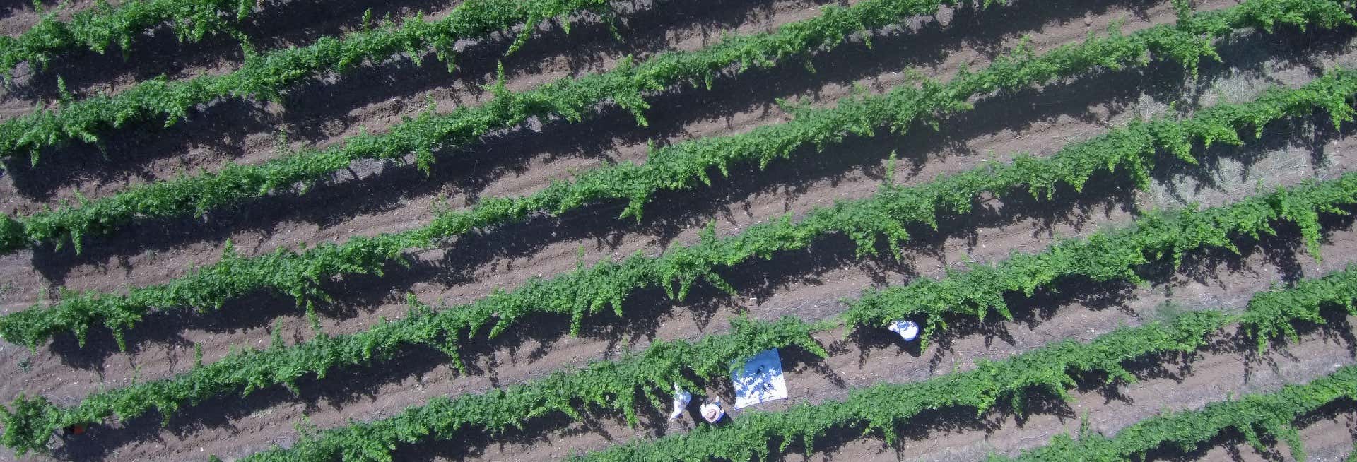 Gastronomía y enoturismo en Álora 