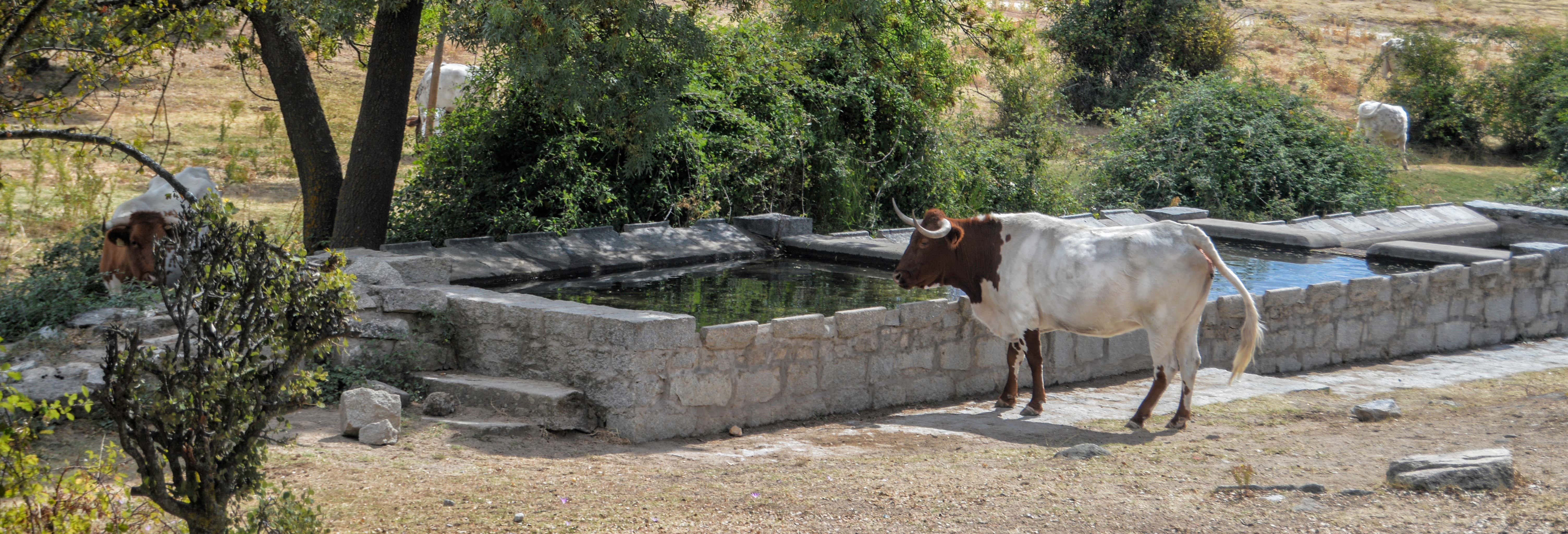 Accion y naturaleza en Alpedrete