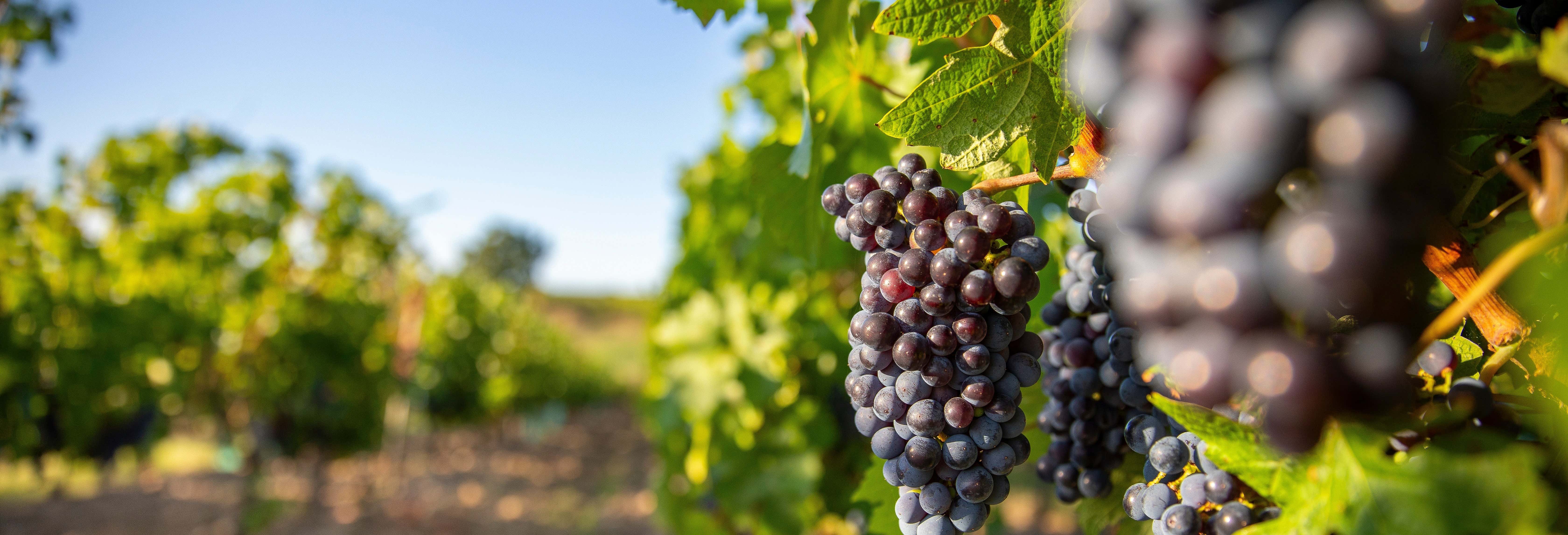Excursiones de un día en Aranda de Duero
