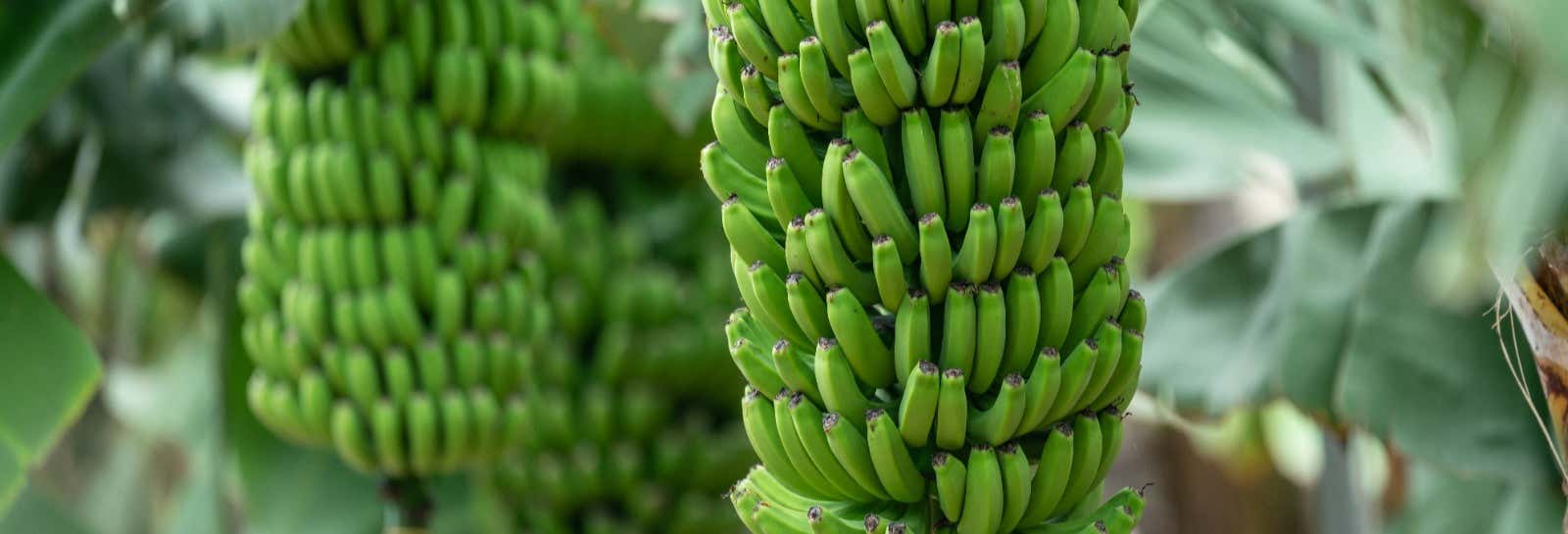 Visitas guiadas y free tours en Arucas