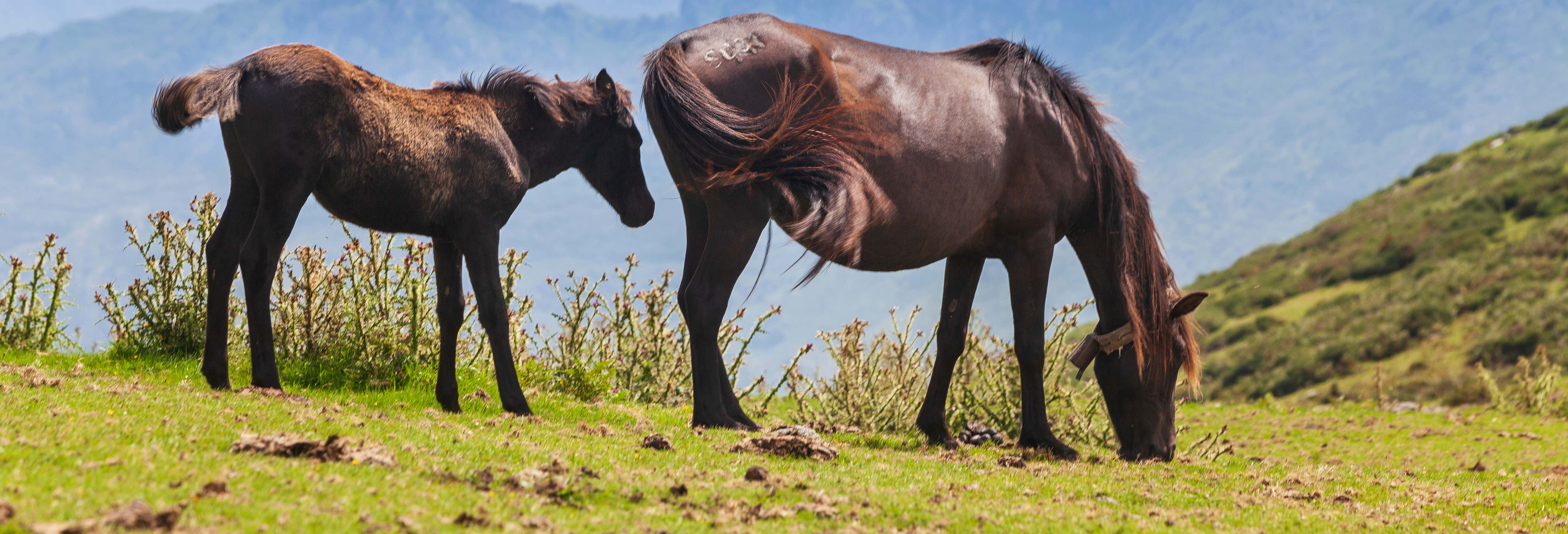 Accion y naturaleza en Caravia