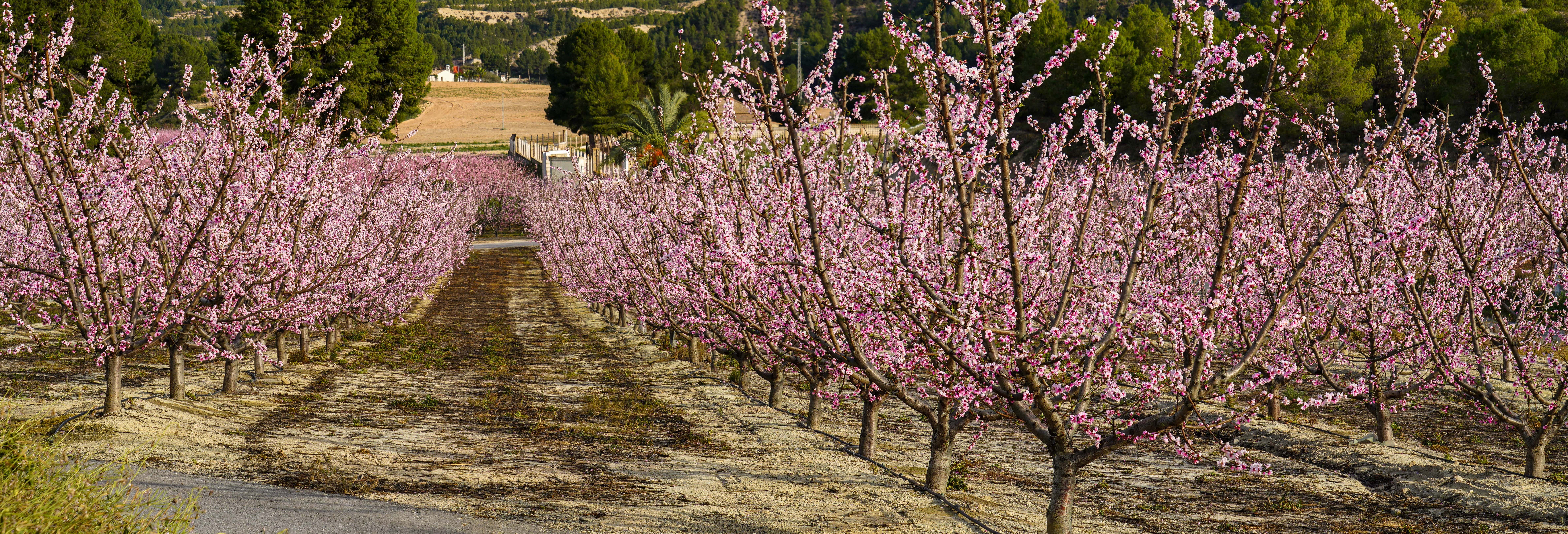 Visitas guiadas y free tours en Cieza