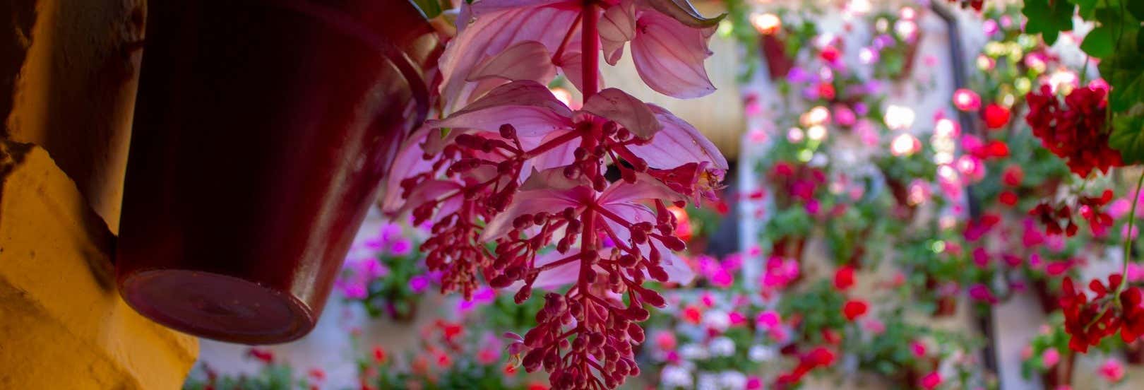 Entradas en Córdoba