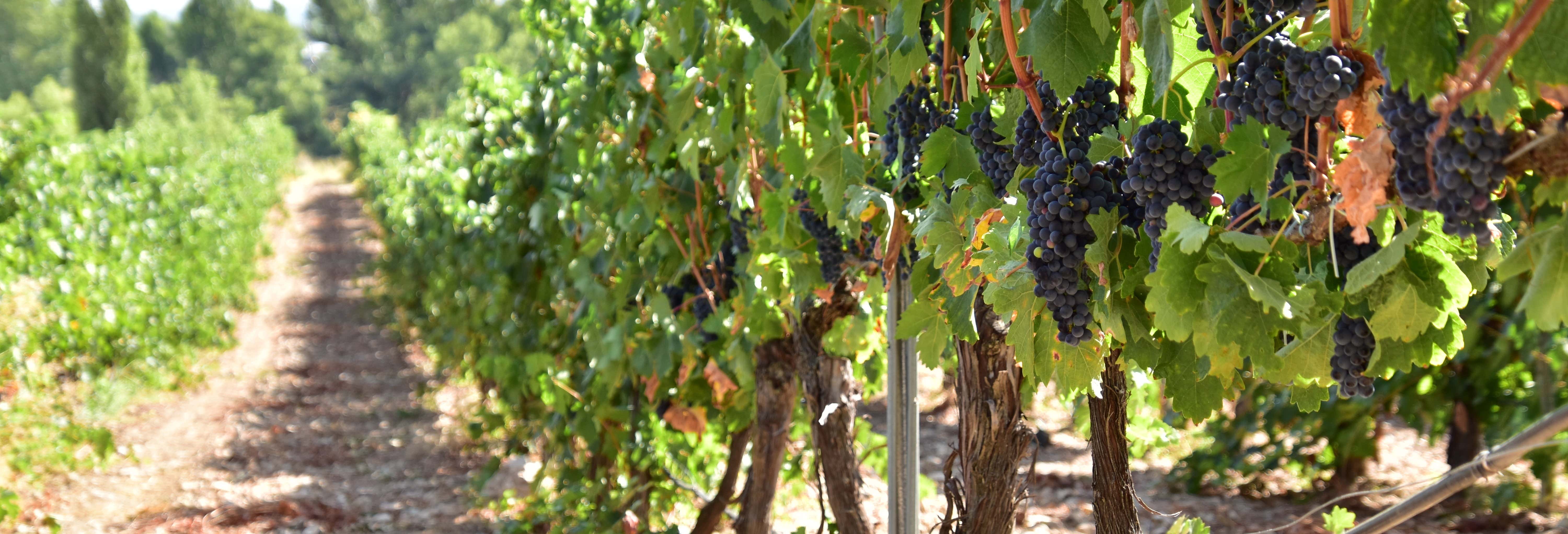 Gastronomía y enoturismo en Cubillas de Santa Marta