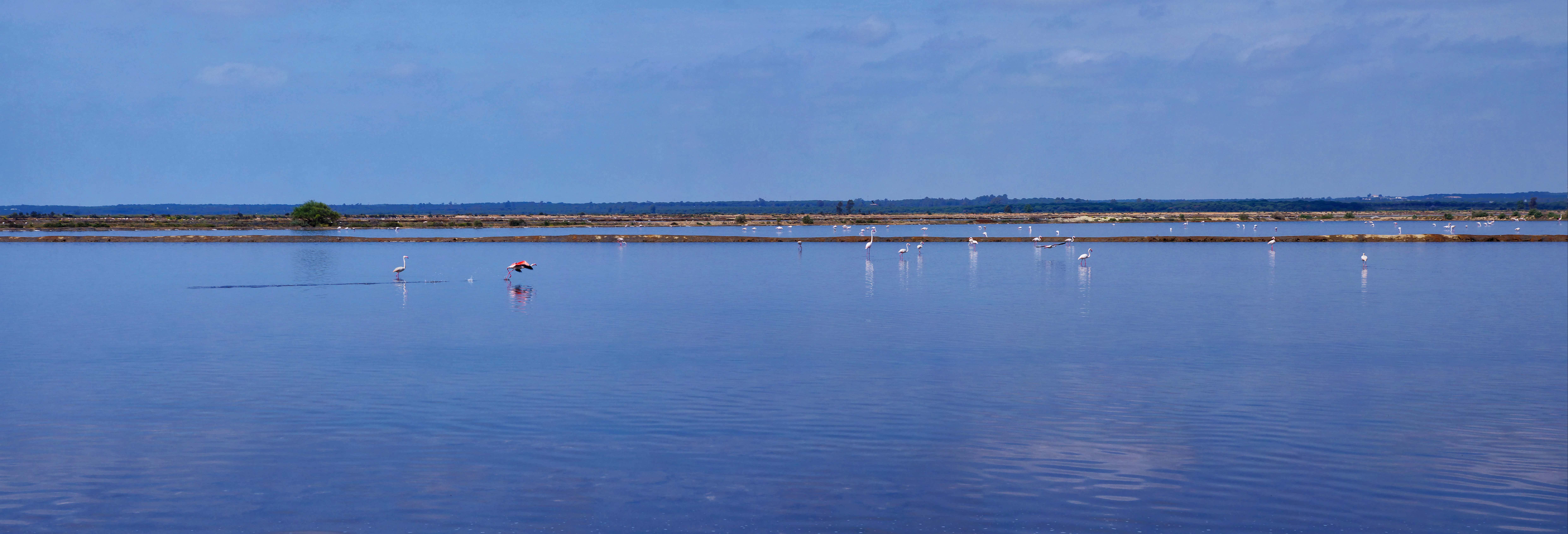 Paseos en barco en El Rompido