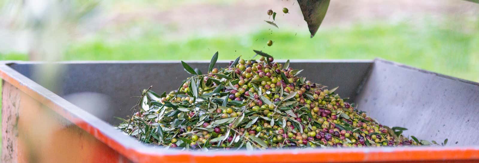 Gastronomía y enoturismo en Galilea