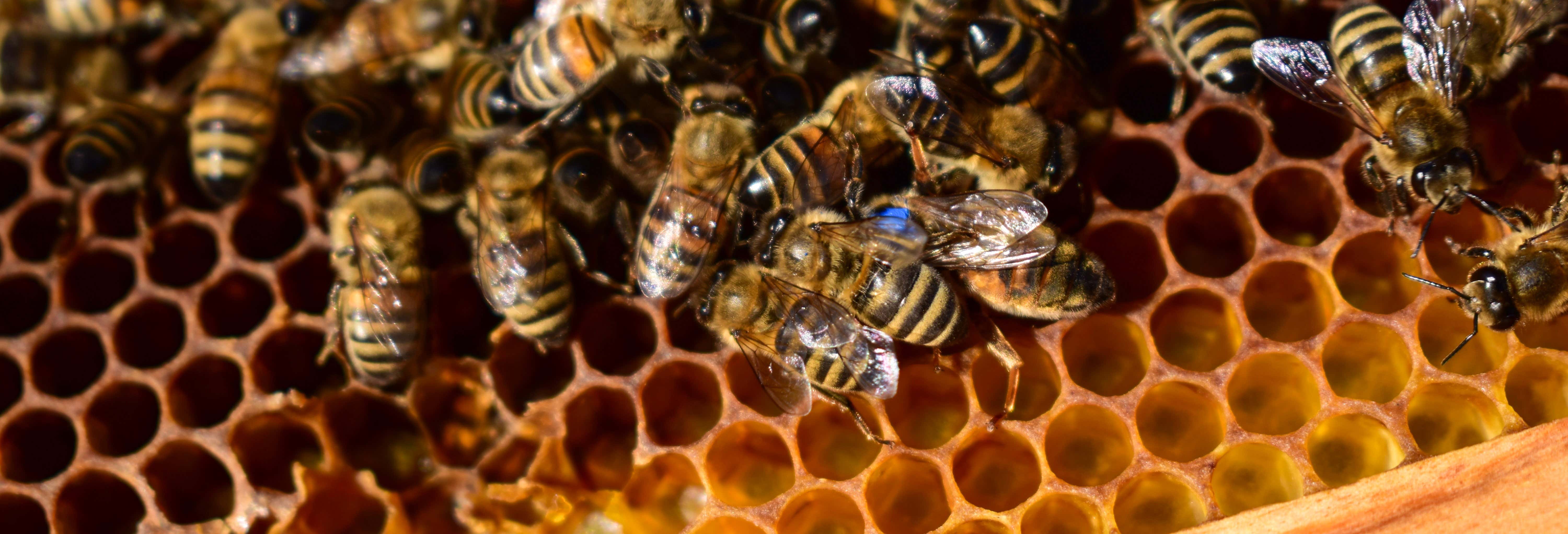 Visitas guiadas y free tours en Icod de los Vinos