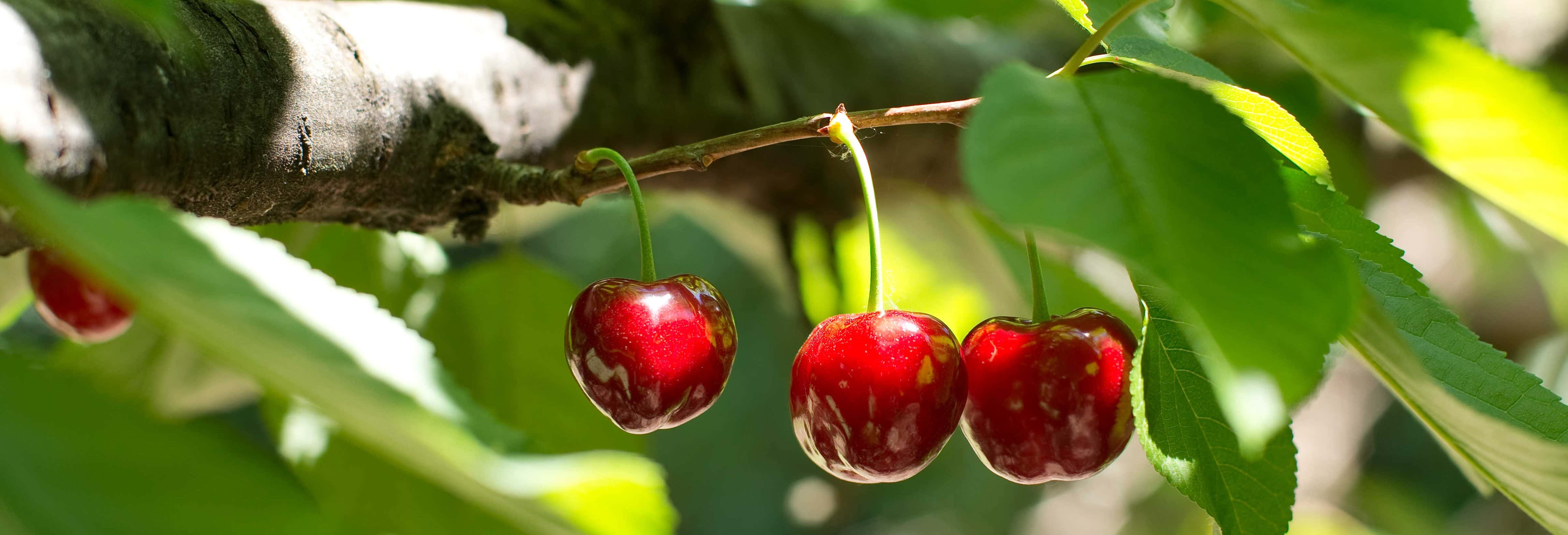 Accion y naturaleza en Jerte