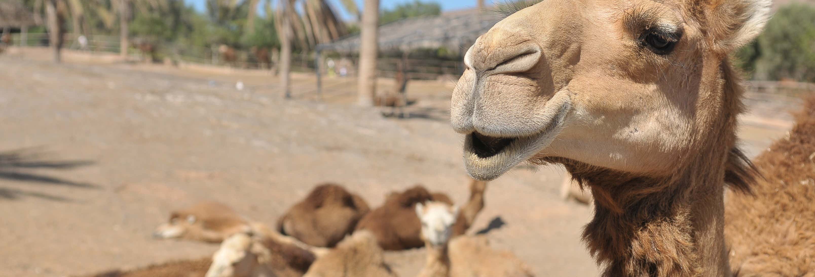 Entradas en La Lajita