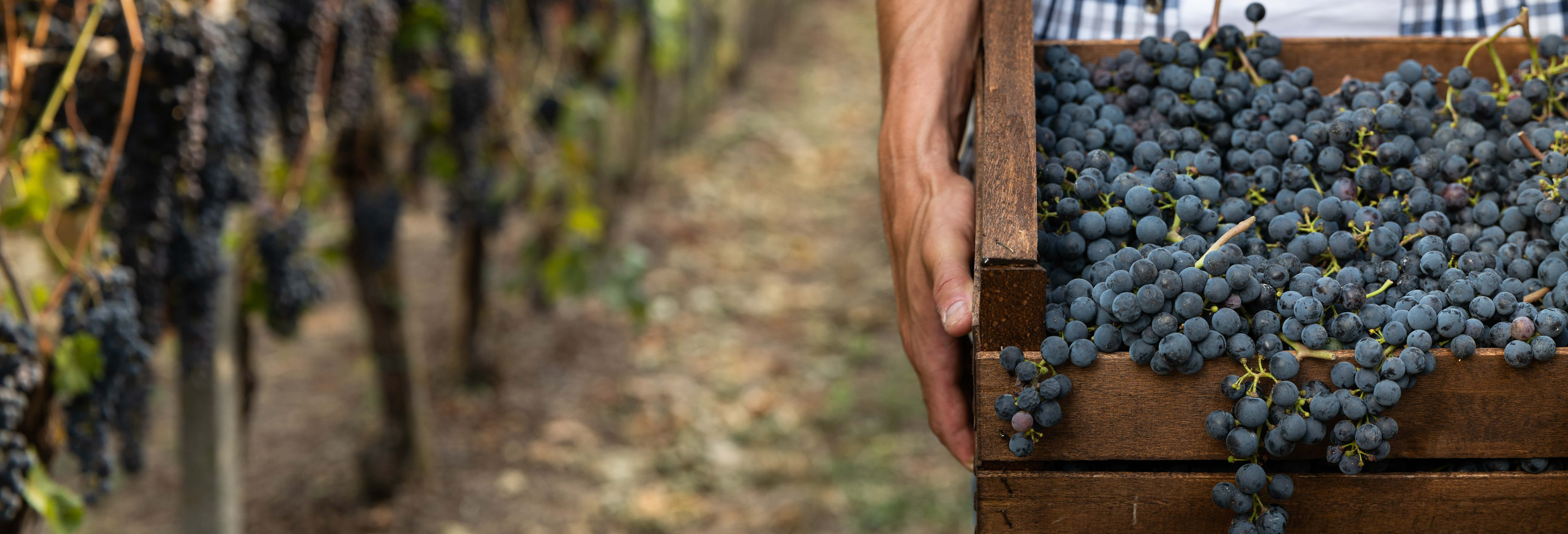 Gastronomía y enoturismo en Meaño