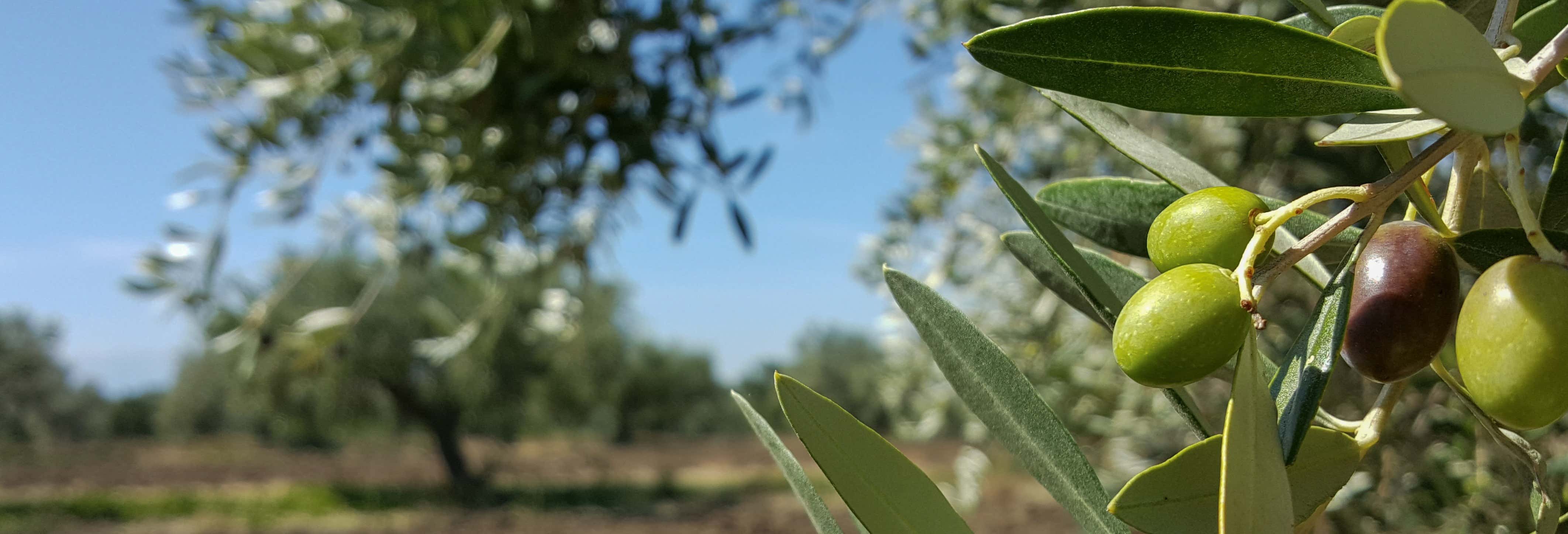 Gastronomía y enoturismo en Montoro