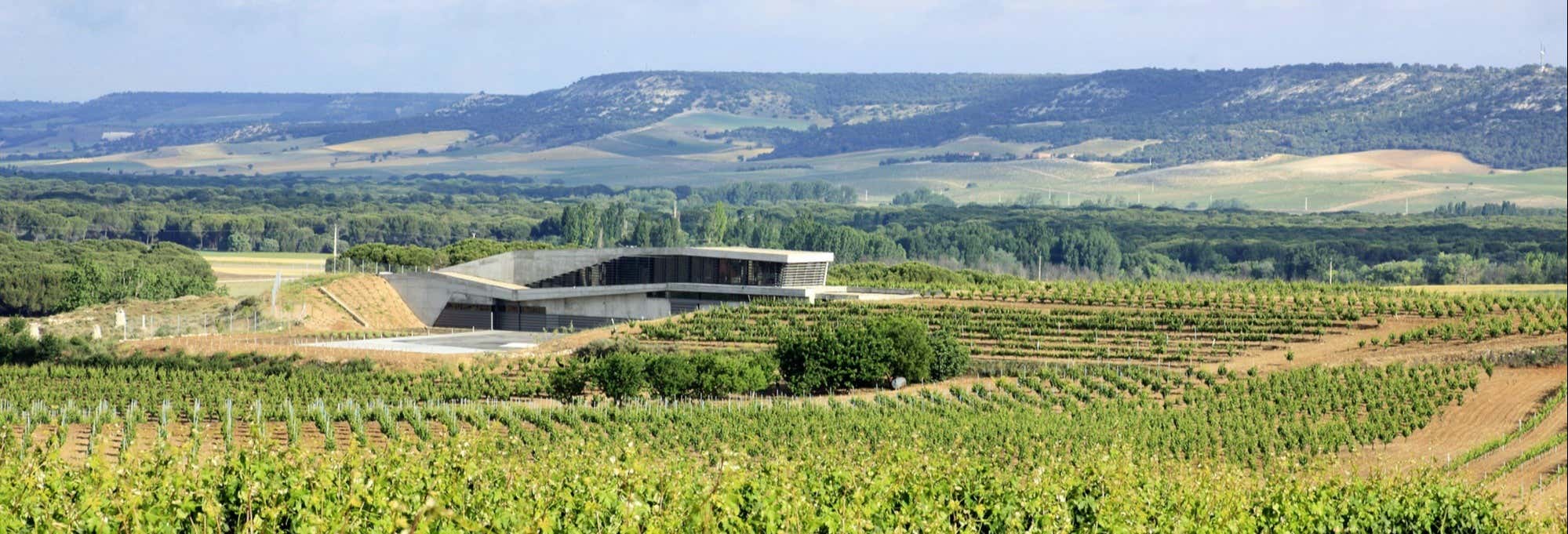 Gastronomía y enoturismo en Padilla de Duero