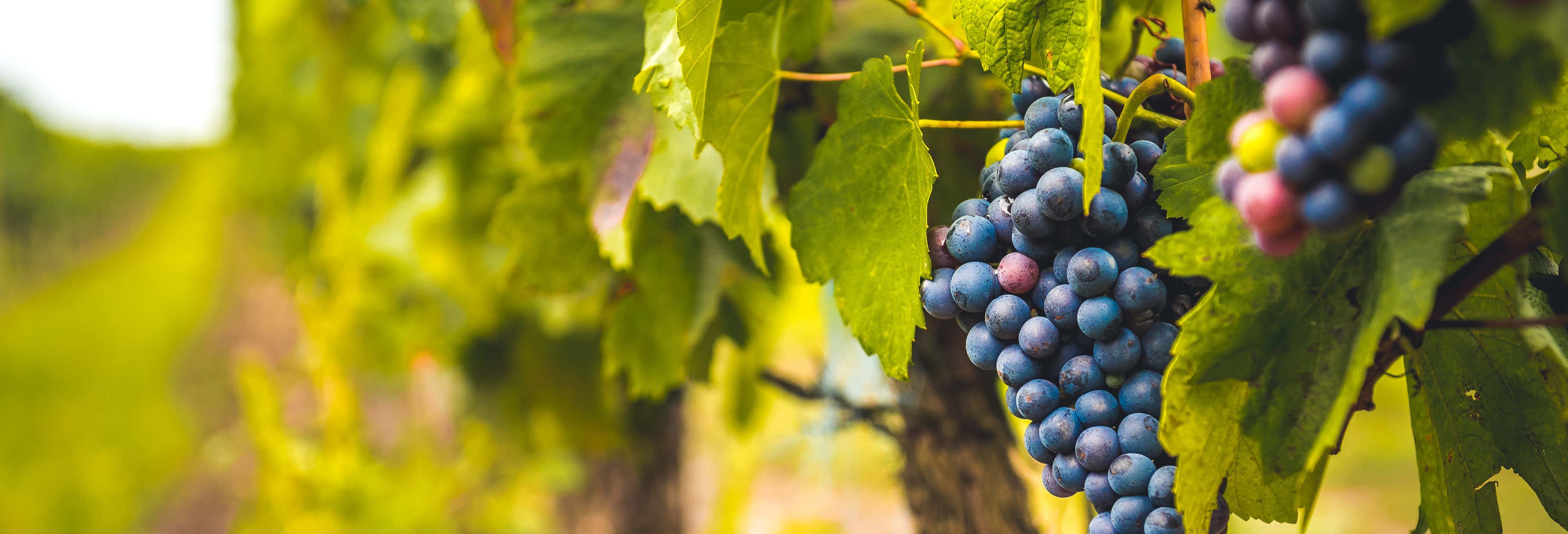 Gastronomía y enoturismo en Salou