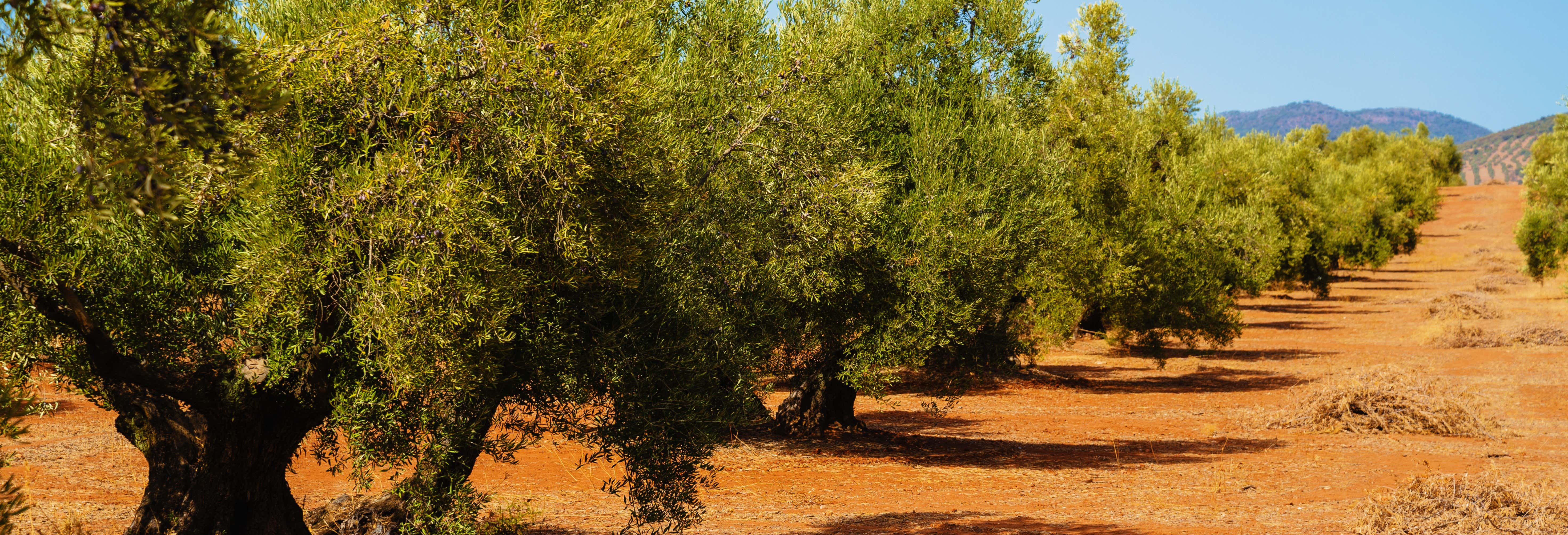 Gastronomía y enoturismo en Úbeda