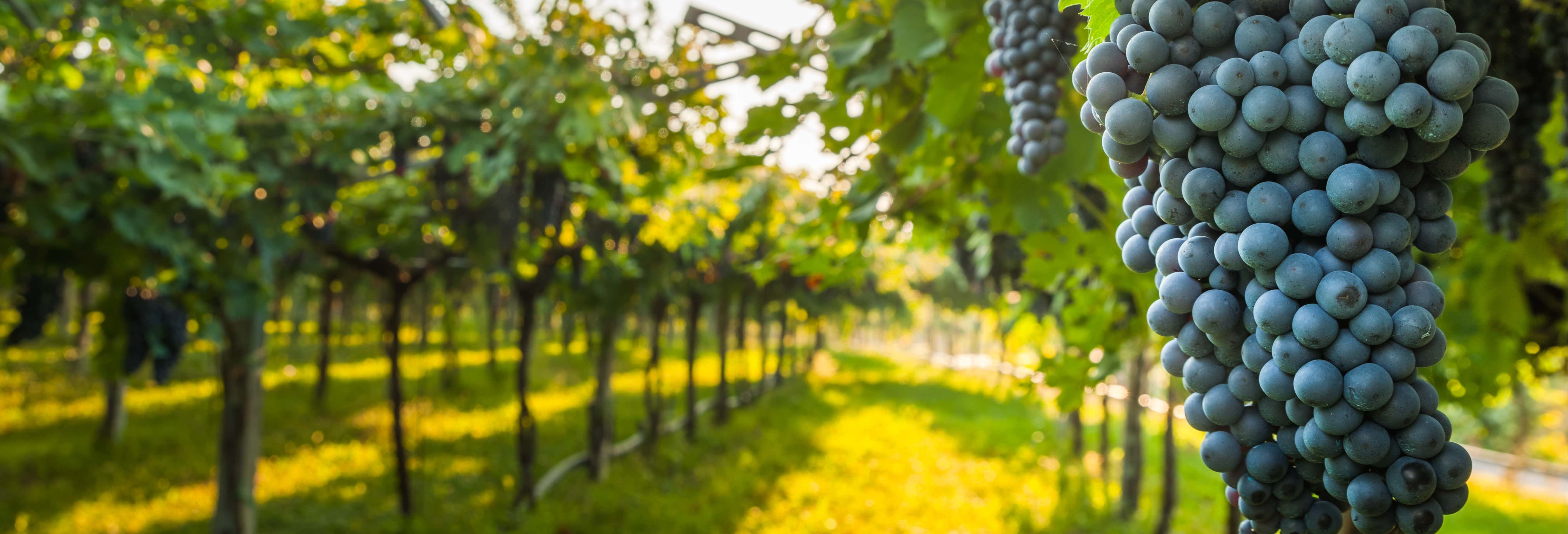 Gastronomía y enoturismo en Villafranca de los Barros