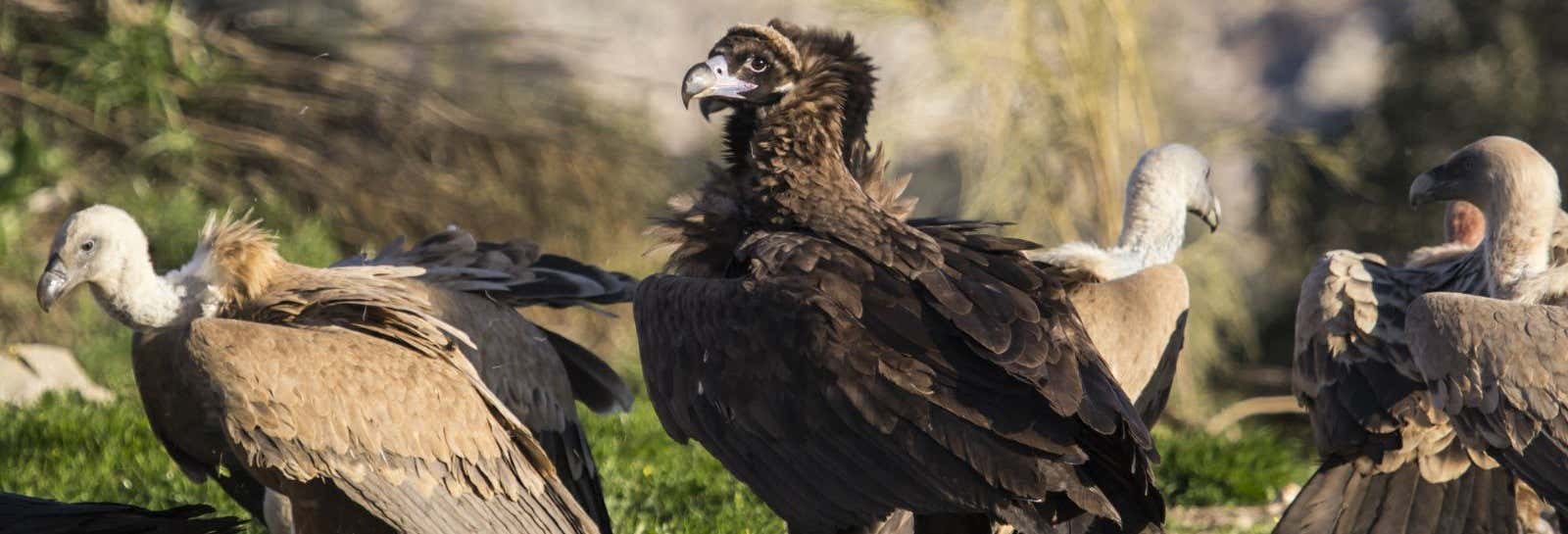 Accion y naturaleza en Villarreal de San Carlos