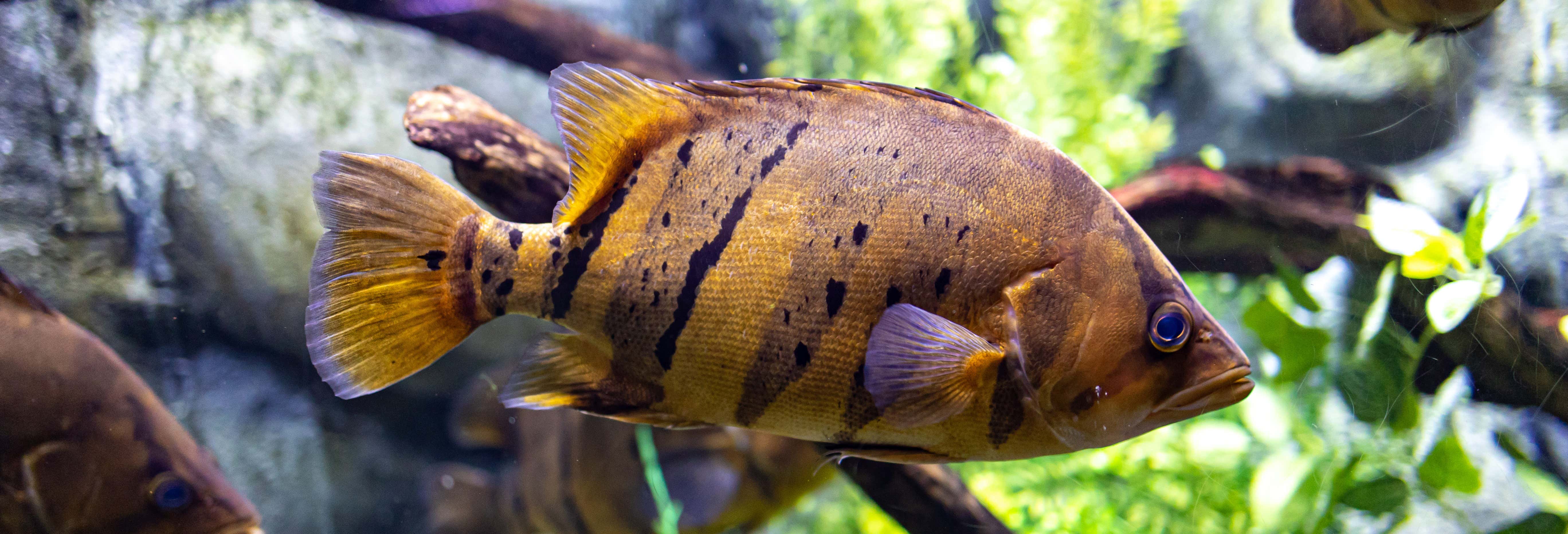 Entradas en Zaragoza