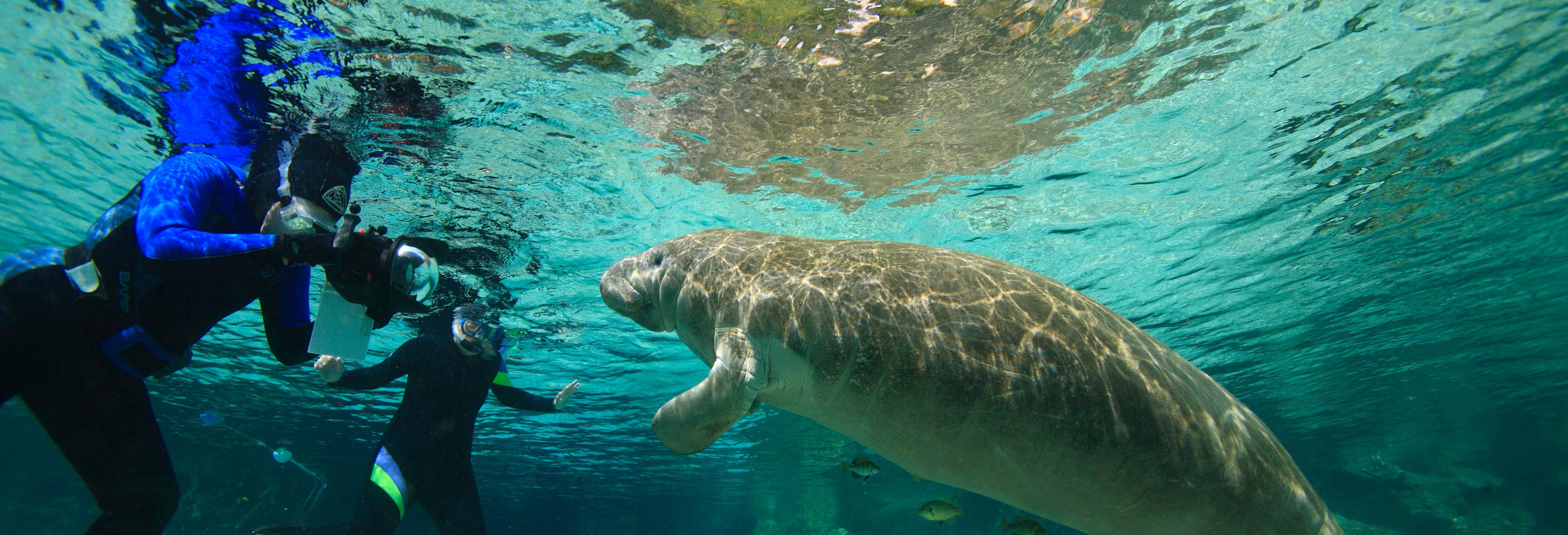 Accion y naturaleza en Crystal River