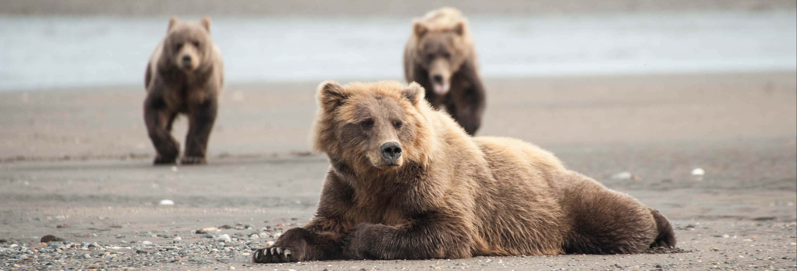 Accion y naturaleza en Homer