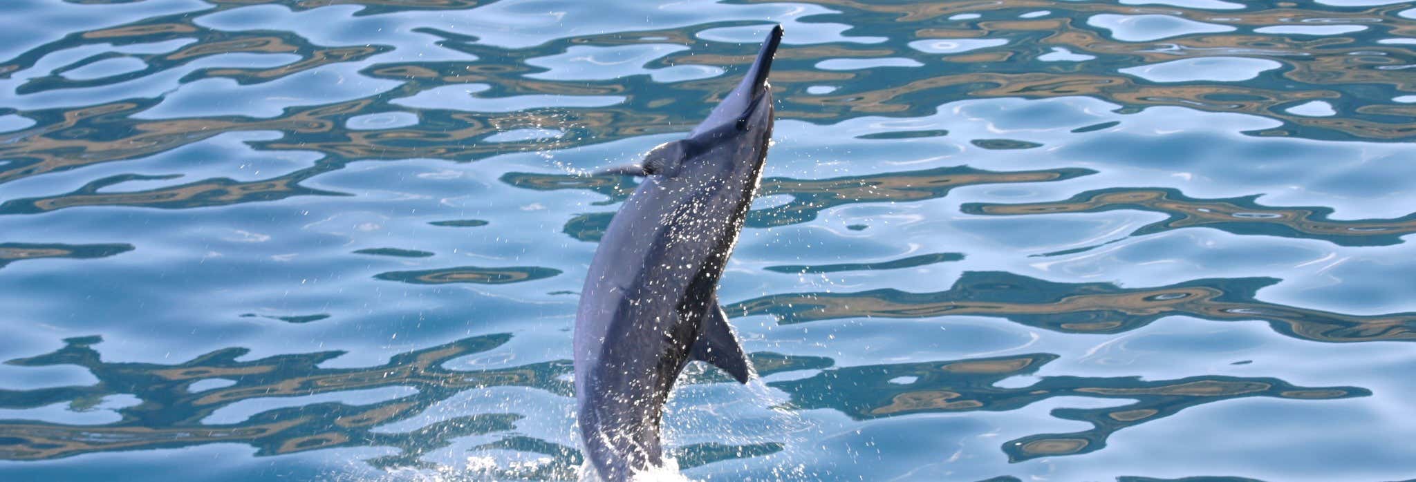 Accion y naturaleza en Honolulu