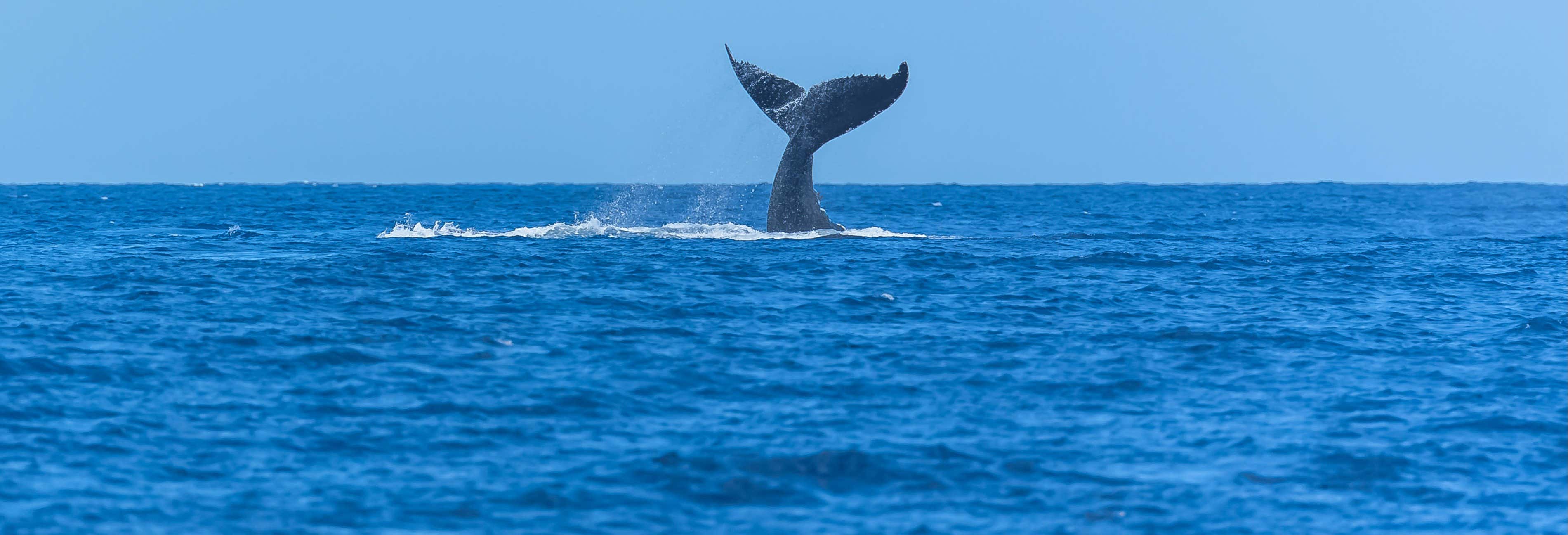 Accion y naturaleza en San Diego