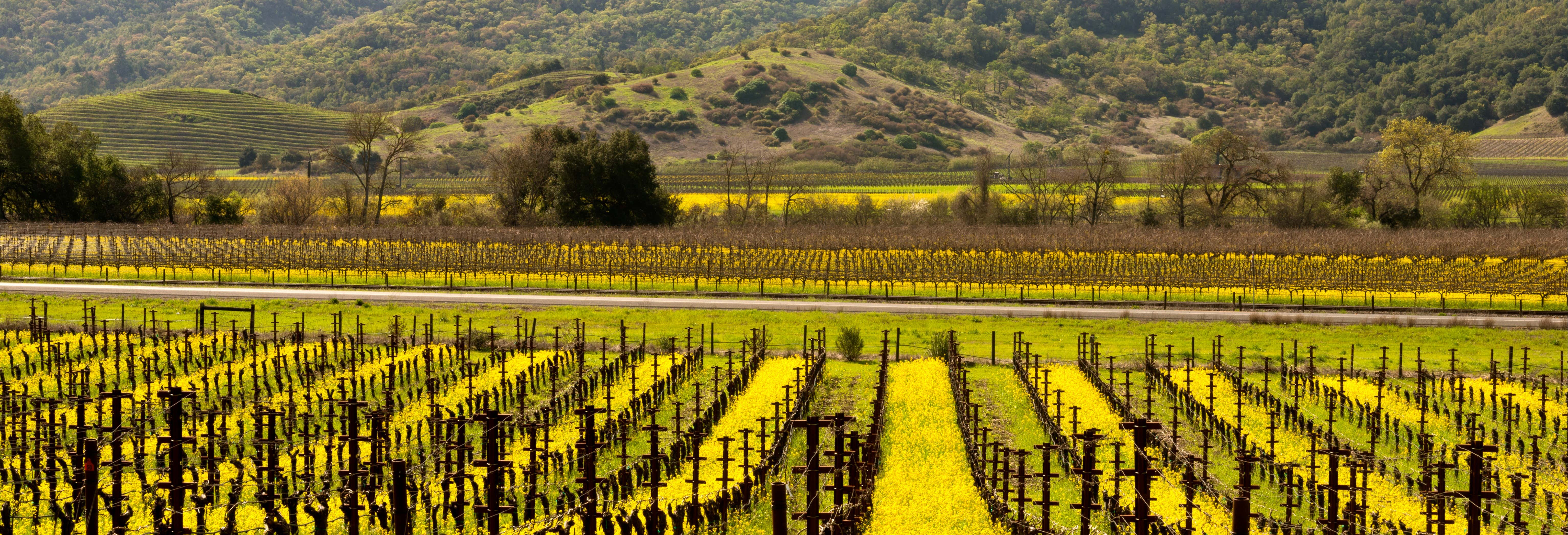 Excursiones de un día en San Francisco