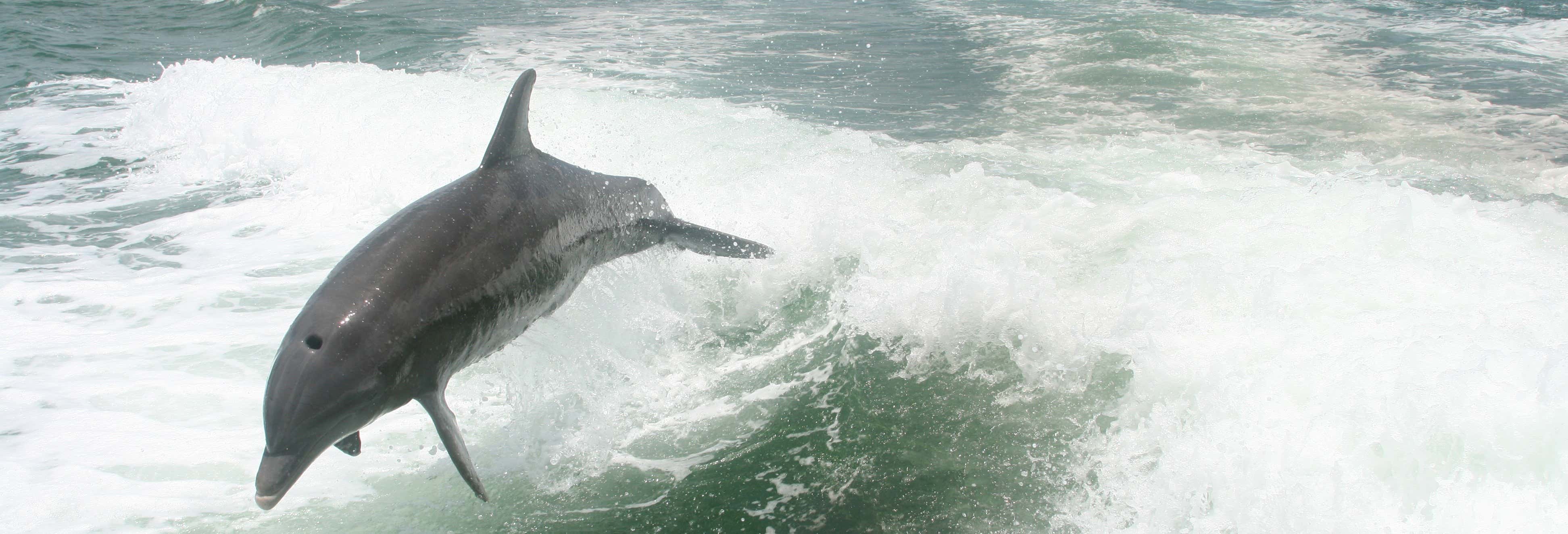 Accion y naturaleza en Tampa
