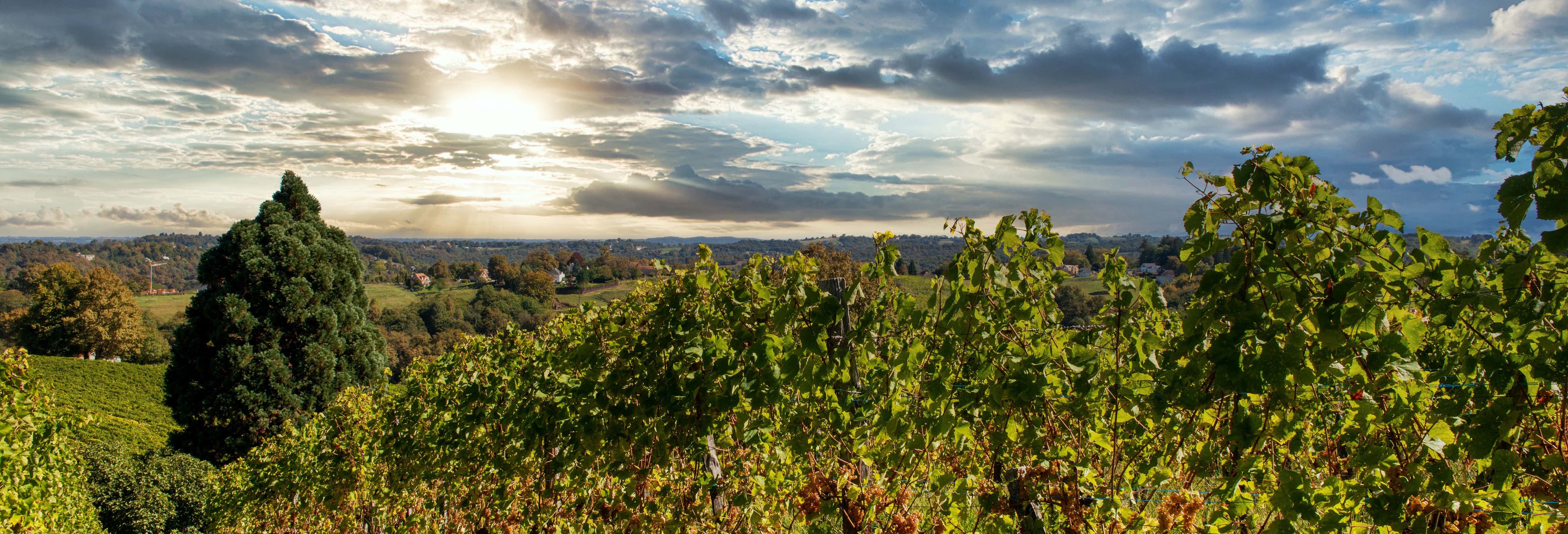 Gastronomía y enoturismo en Pau