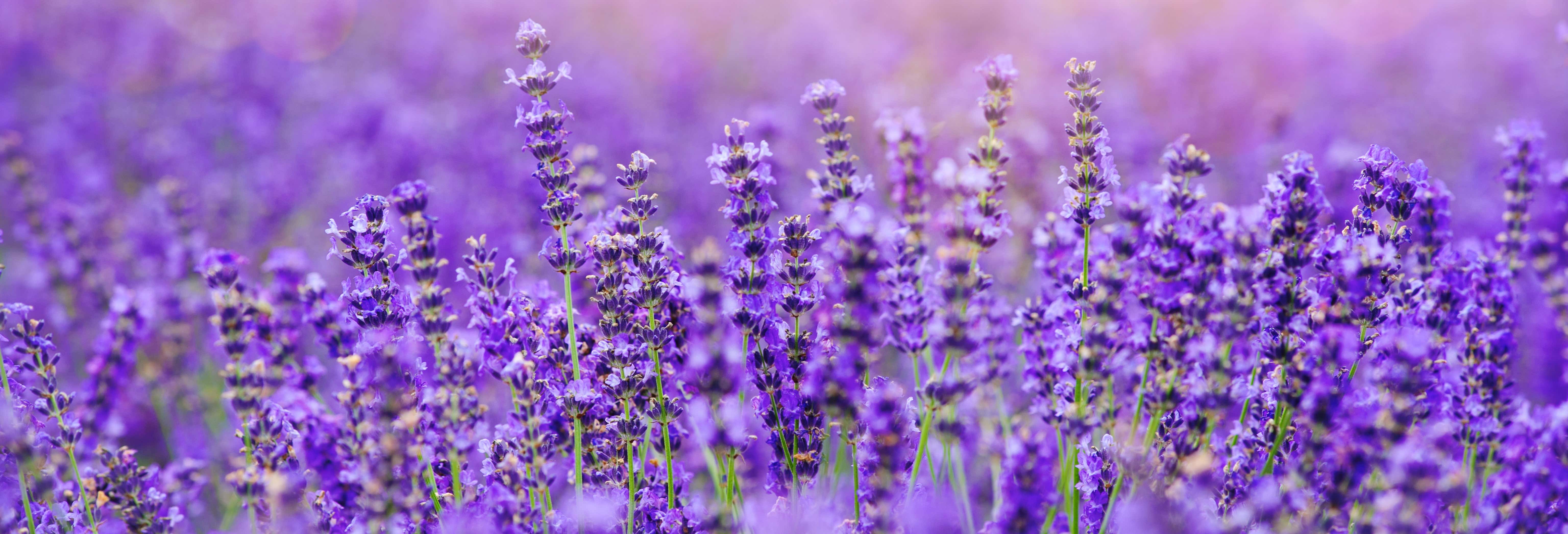 Visitas guiadas y free tours en Saint-Remèze