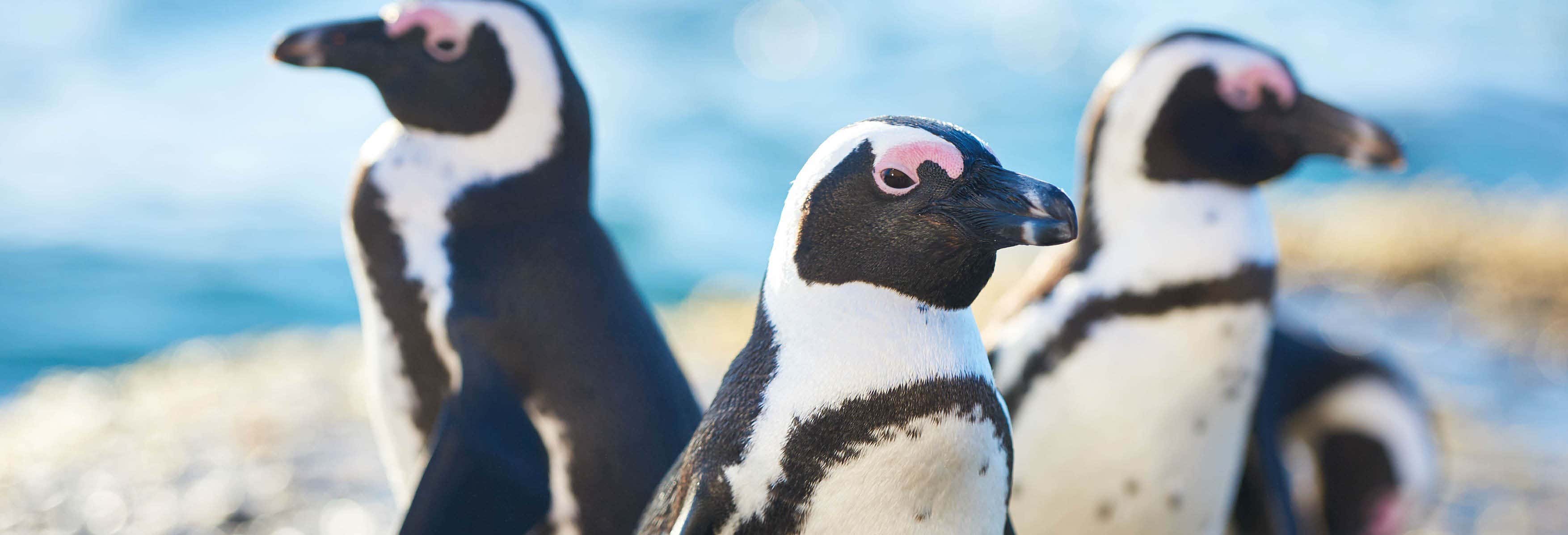 Entradas en Cattolica 