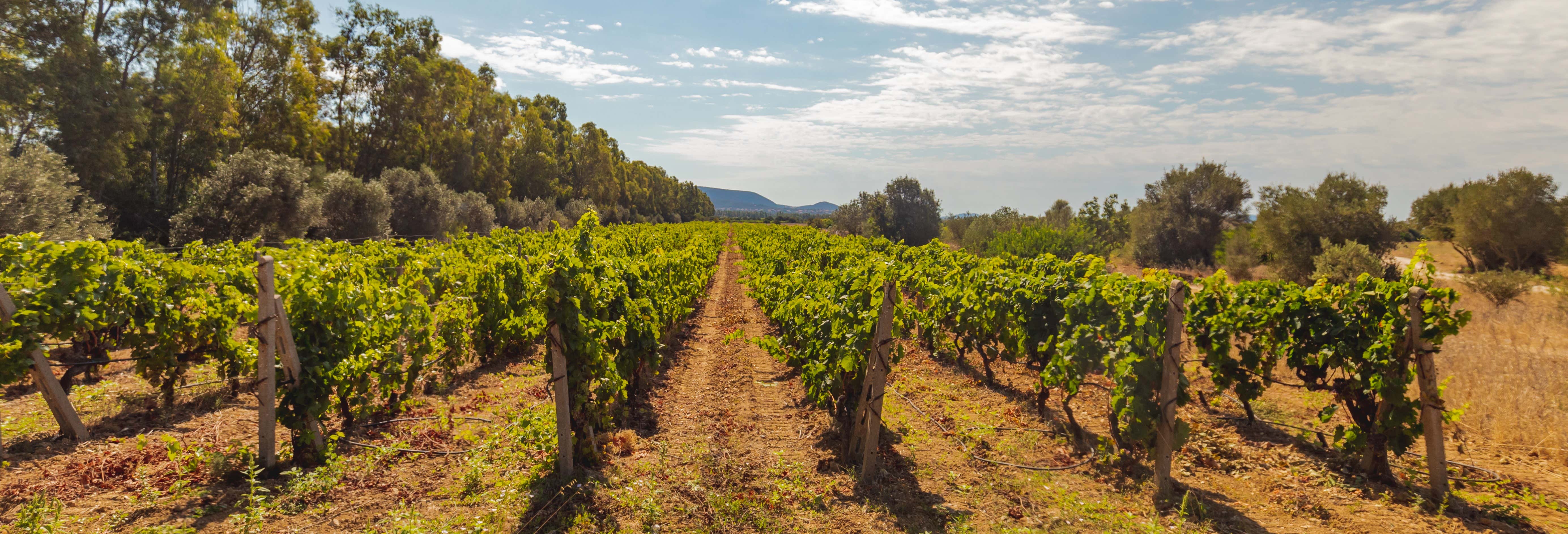 Gastronomía y enoturismo en Olbia