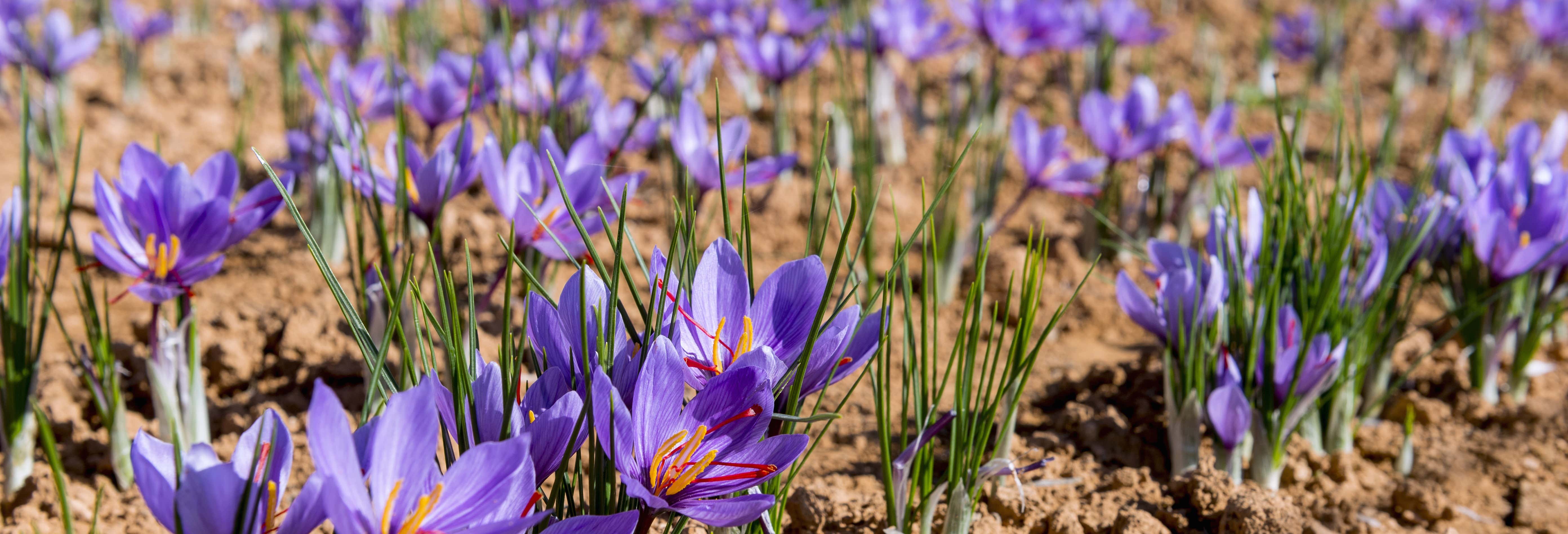 Gastronomía y enoturismo en Olmedo