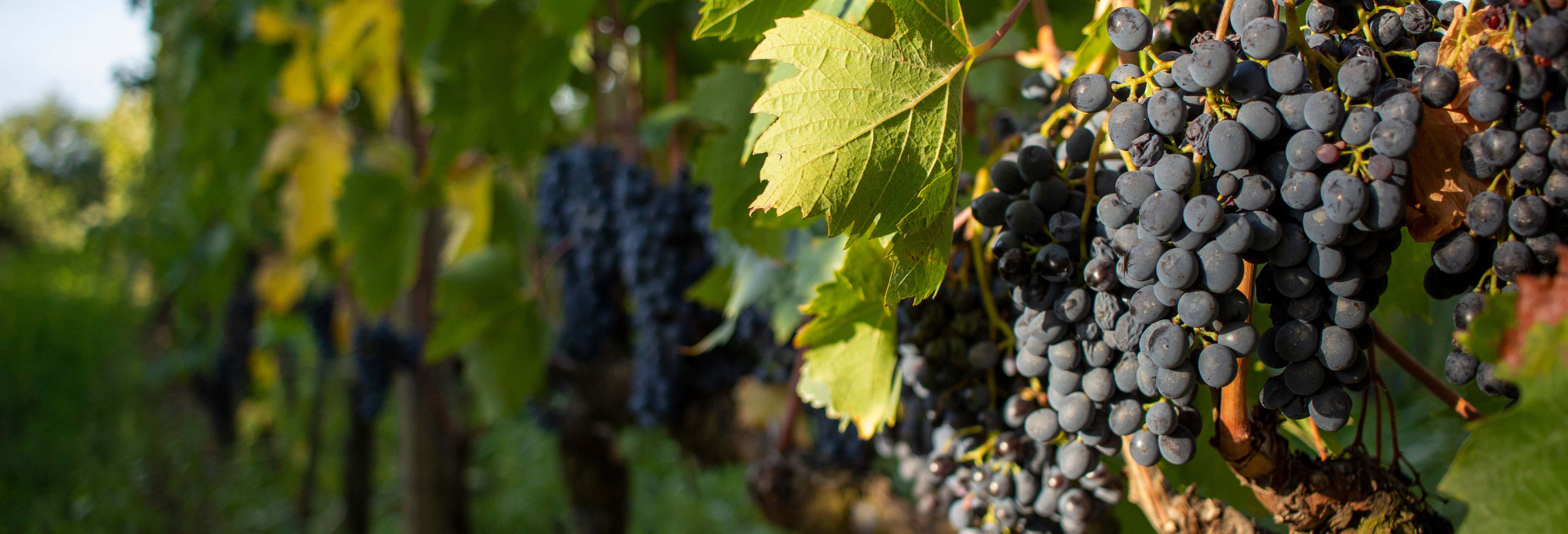 Visitas guiadas y free tours en Siena