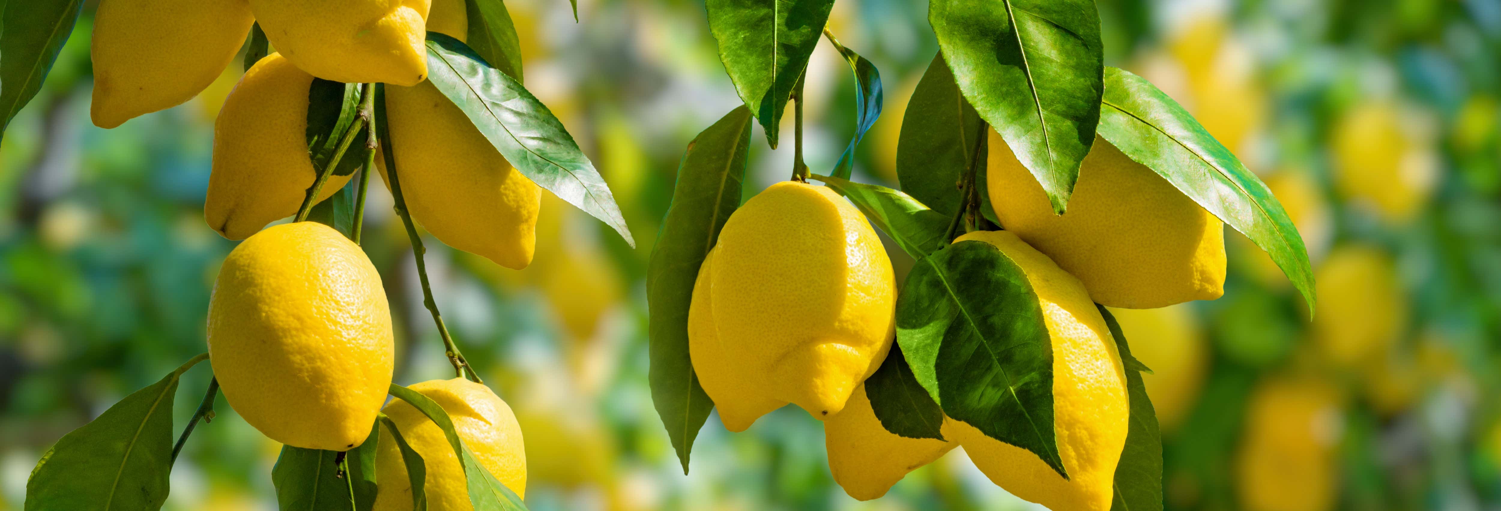 Gastronomía y enoturismo en Sorrento