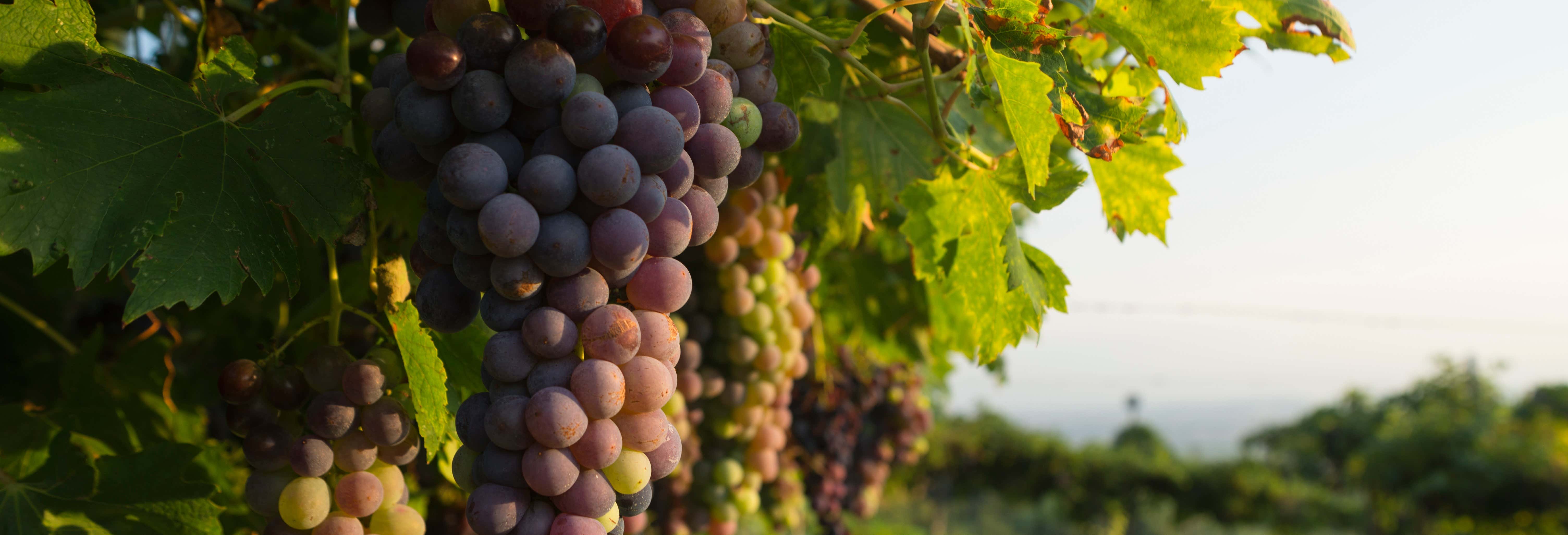 Gastronomía y enoturismo en Spiazzi