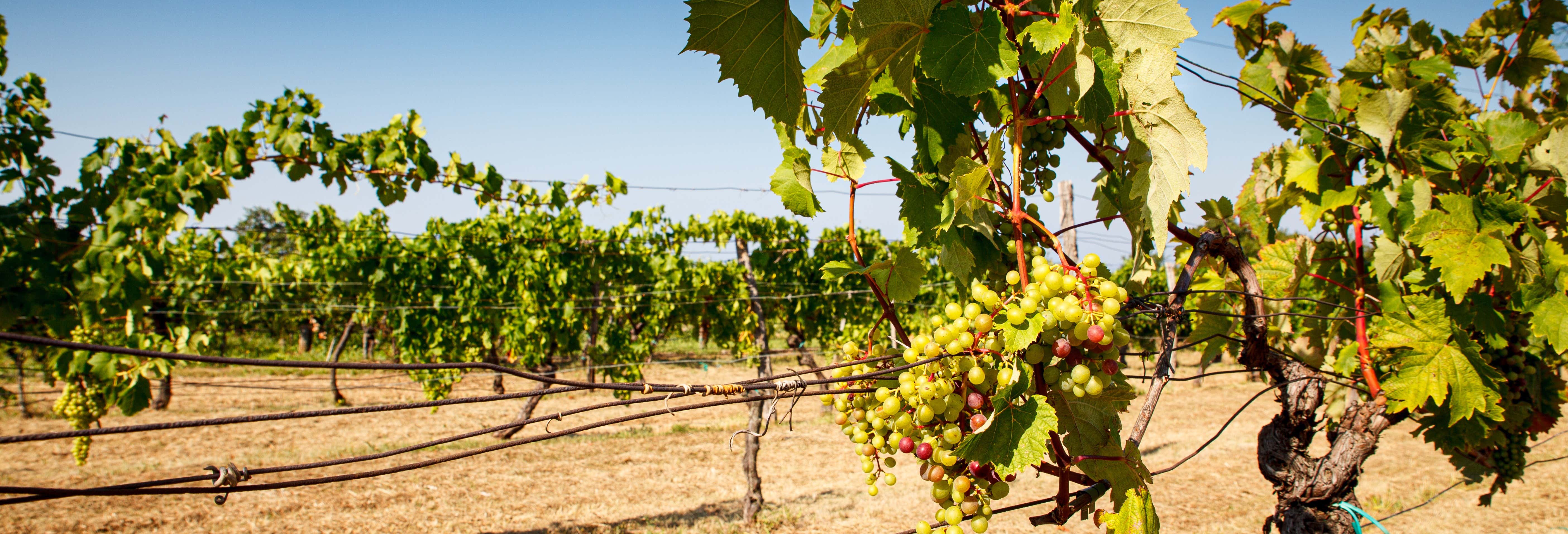 Gastronomía y enoturismo en Trieste