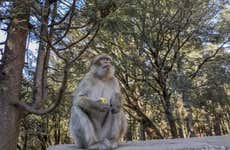 Excursión privada a Sefrou, Bhalil, Ifrane y Azrou