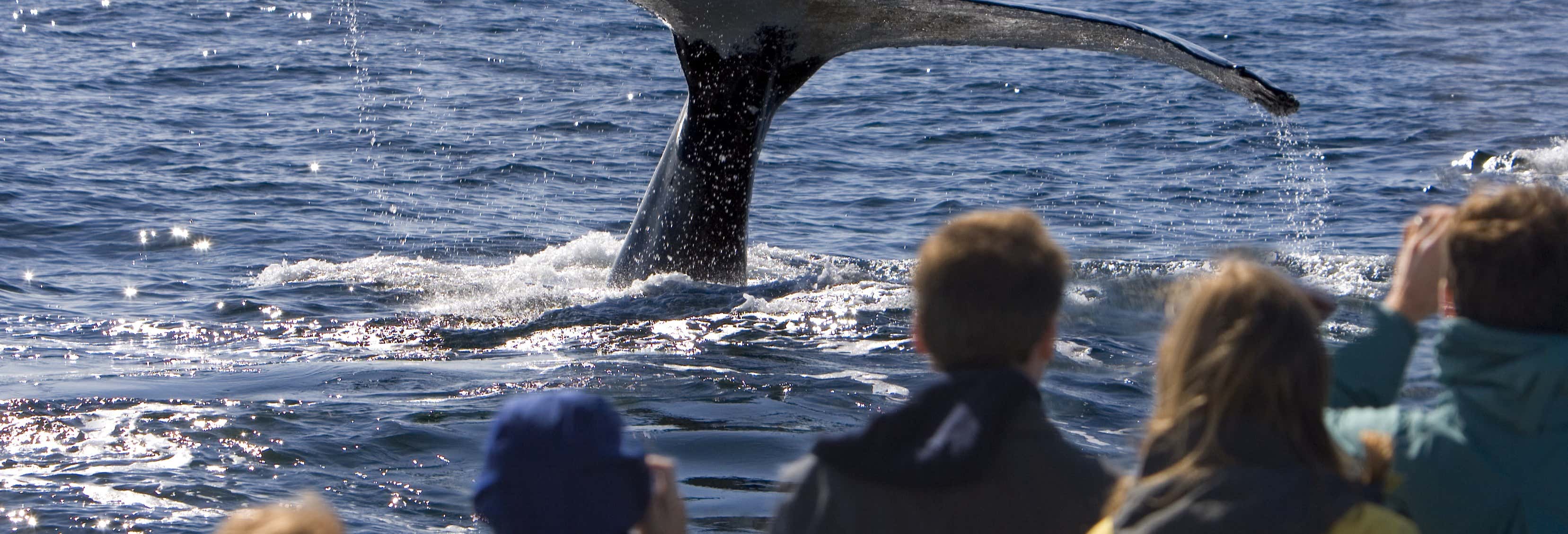 Paseos en barco en Ponta Delgada