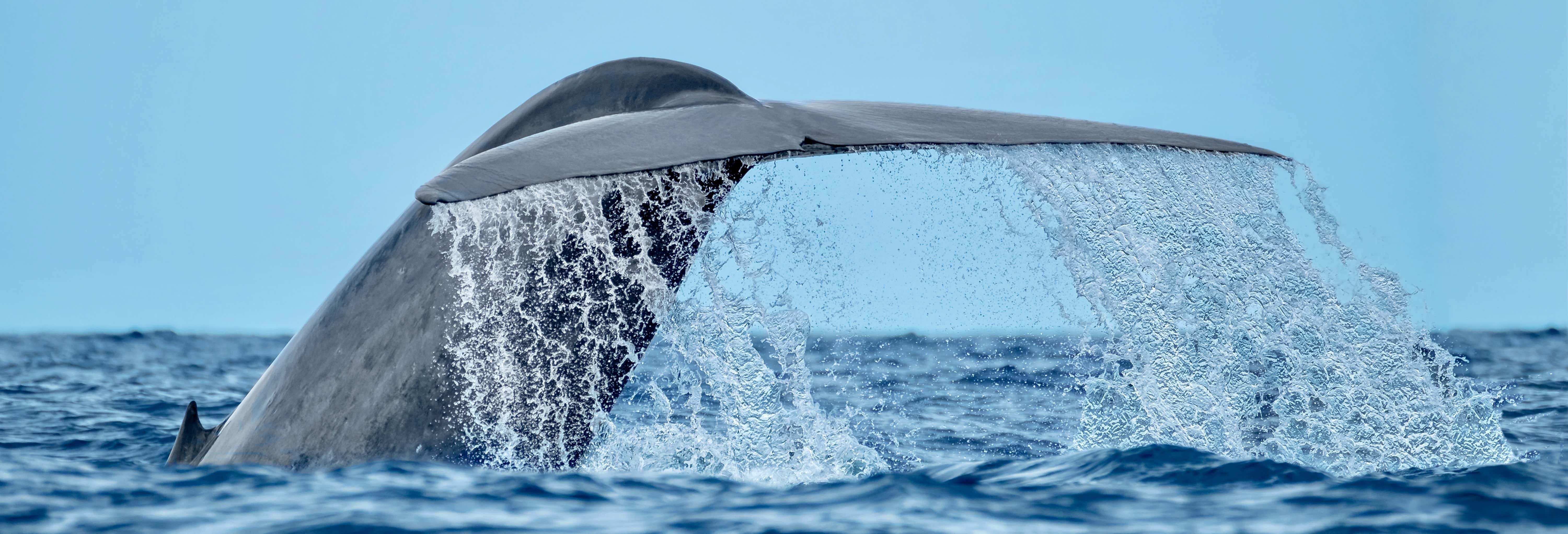 Accion y naturaleza en Rabo de Peixe