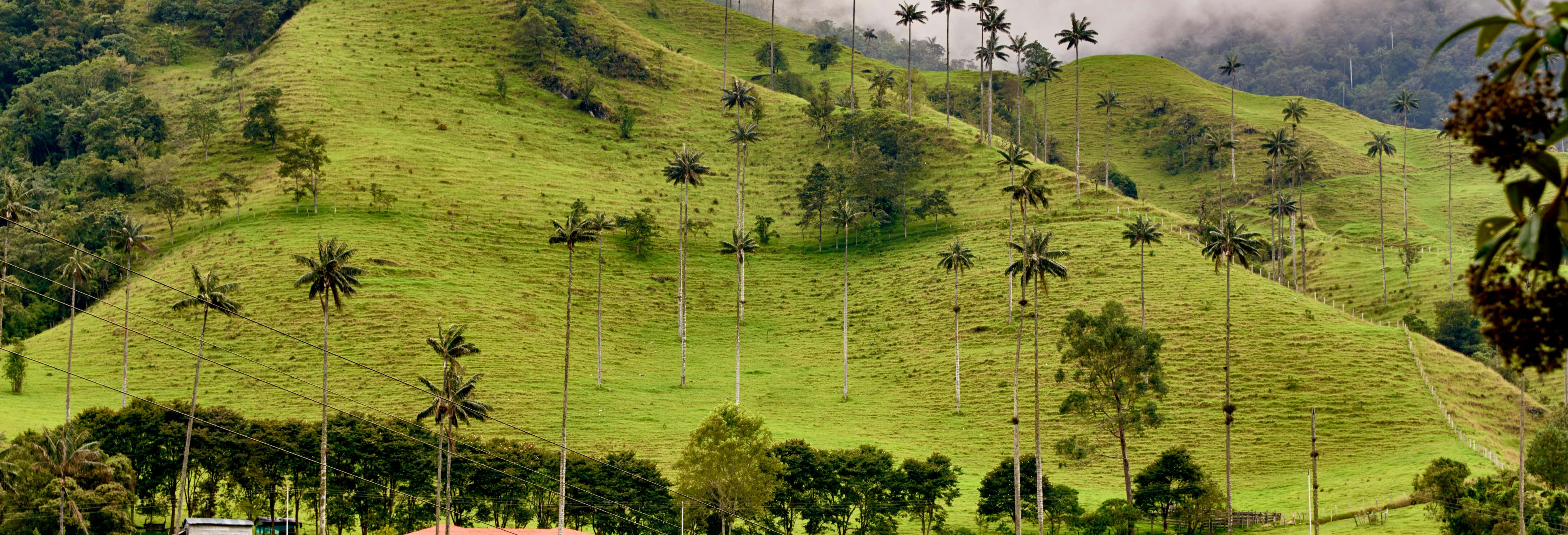 Triangolo del Caffè